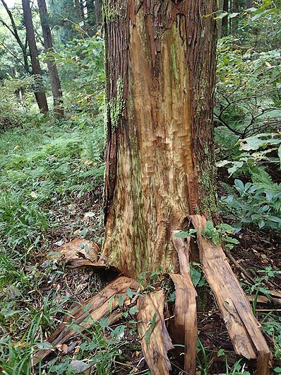 Forestrek ニセコネイチャーガイド フォレストレック-ブログ-